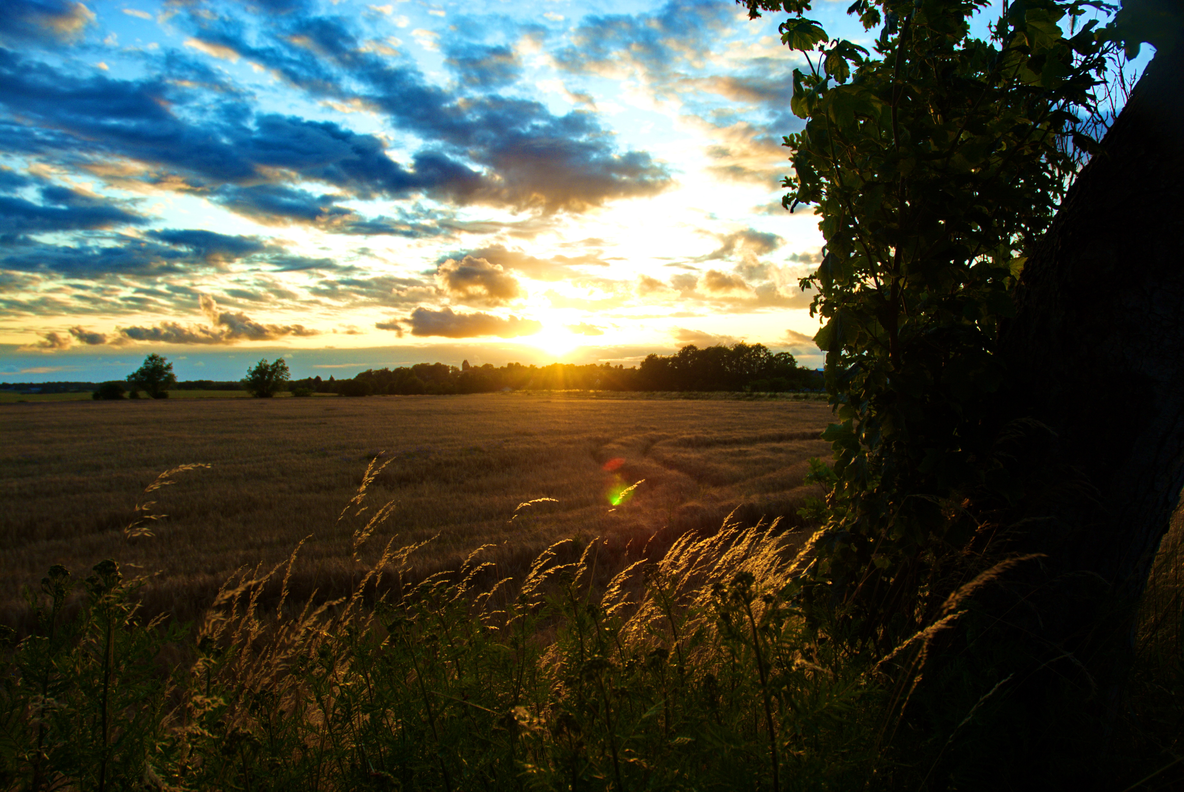 Утро солнце ветер небо. Вечер в деревне. Летний закат в поле. Поле вечером. Русское поле рассвет.